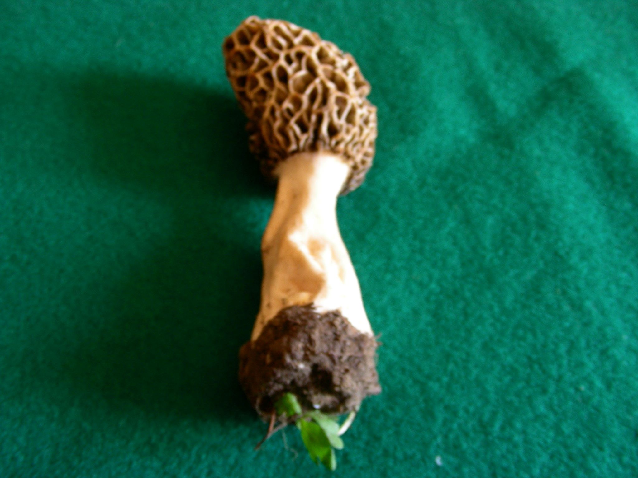 1981 Aprile vecchio ritrovamento